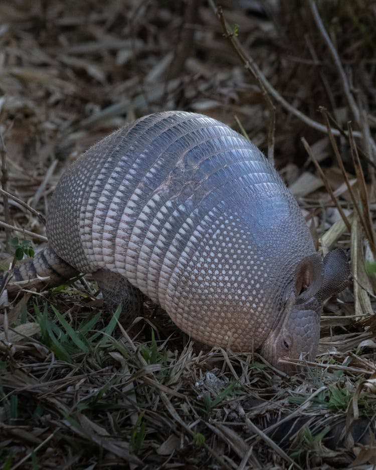 一只犰狳正在草丛中漫步