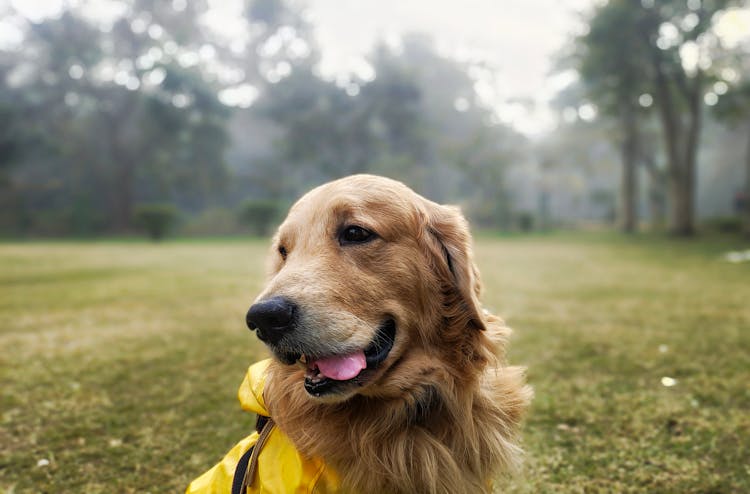 草地上棕色狗的肖像