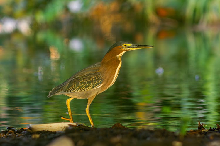 自然界中的苍鹭