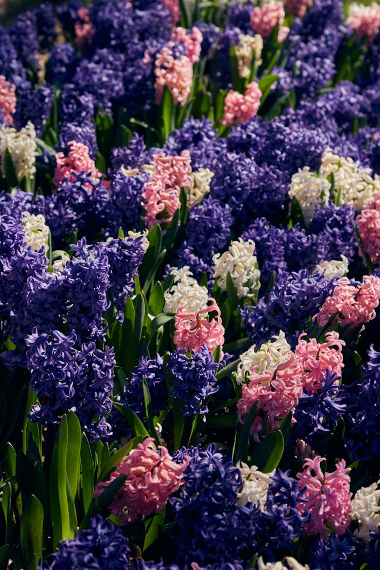 盛开的风信子花