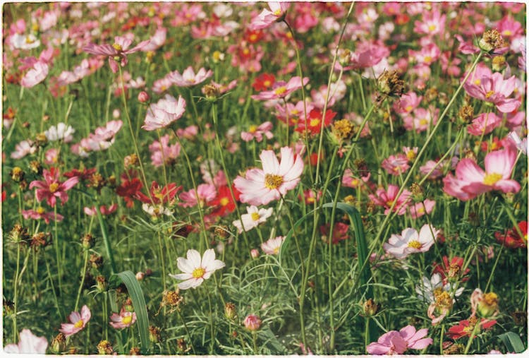 Hayfield上的粉色花朵