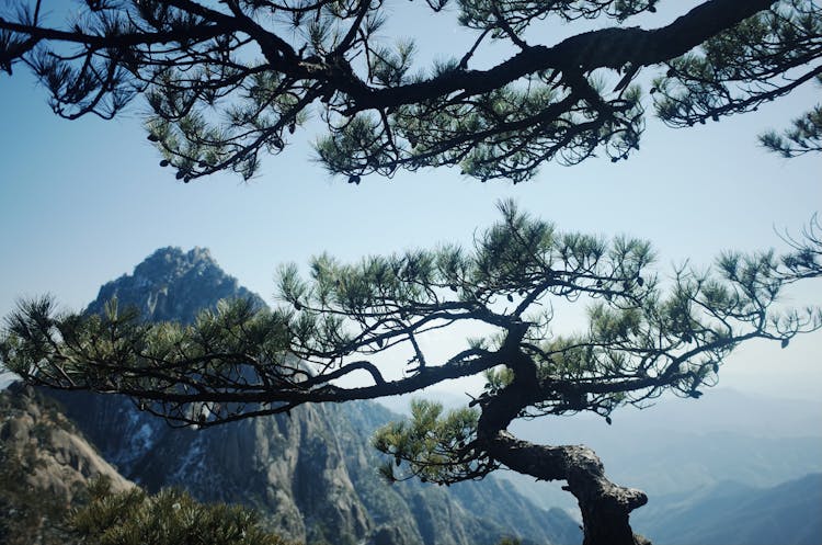 日落时松树的宁静景观