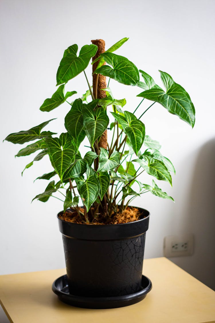 甘蔗盆栽海芋