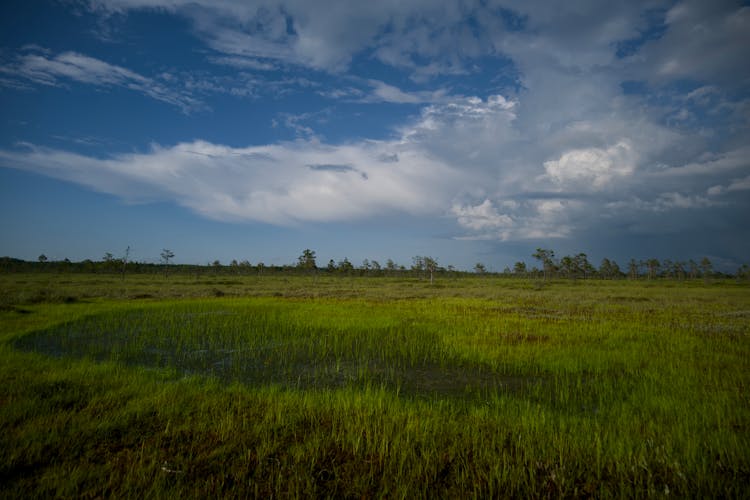 戏剧性天空下的宁静湿地景观