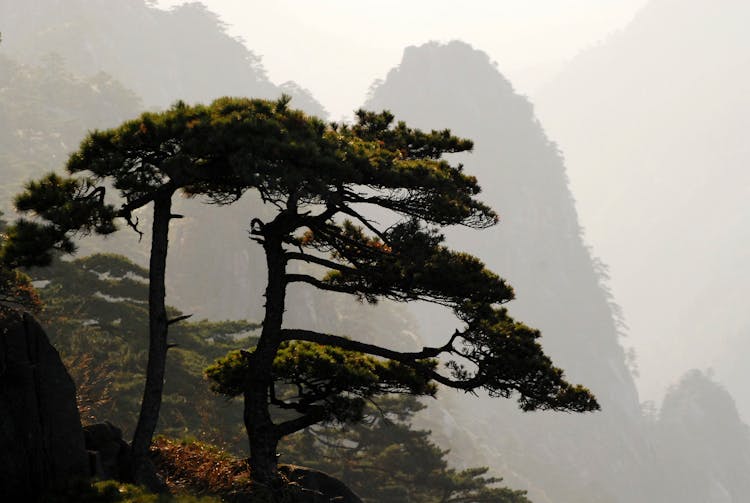 雾蒙蒙的松树山景