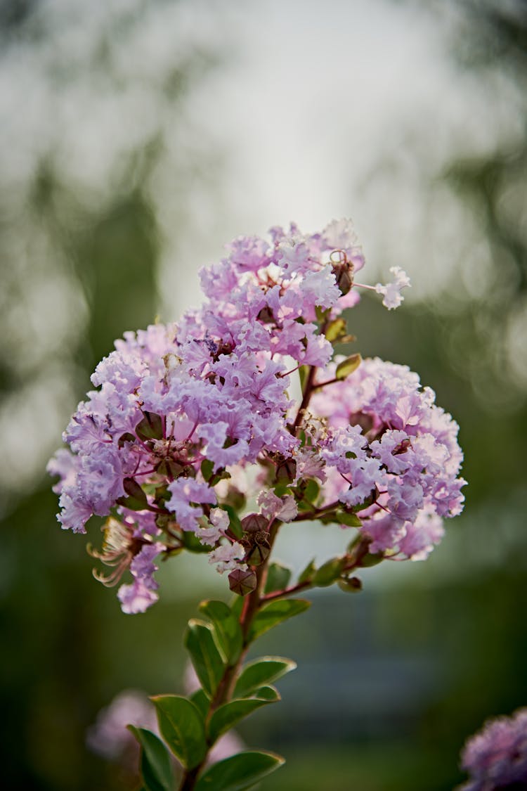 丁香花的选择性焦点