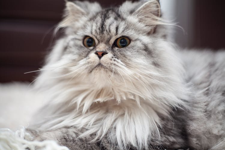 灰猫肖像