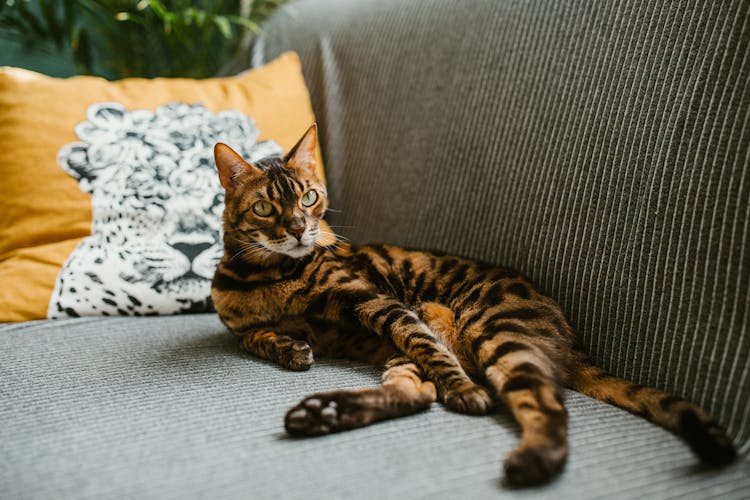 Calico猫在沙发上放松