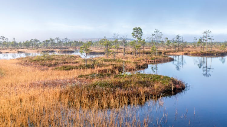 沼泽中的黄金时刻