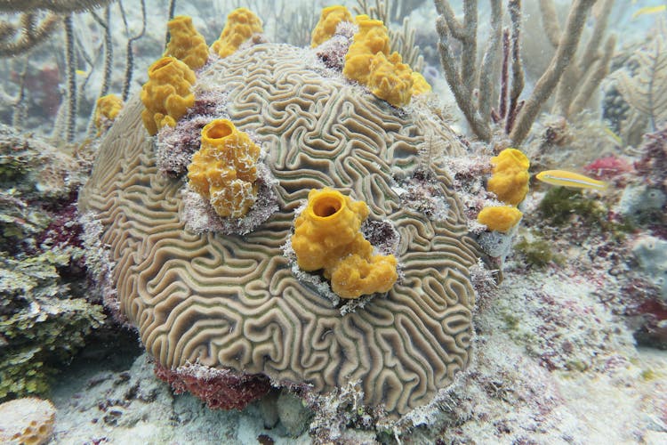 水下有黄色海绵的充满活力的脑珊瑚