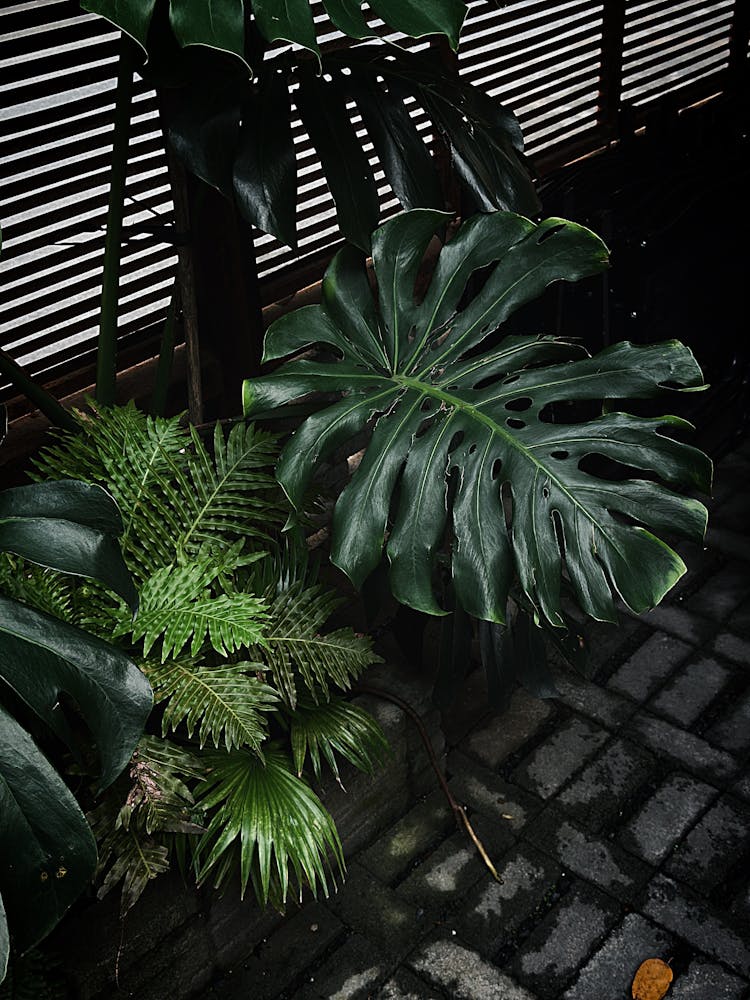 城市丛林中茂盛的孟树叶