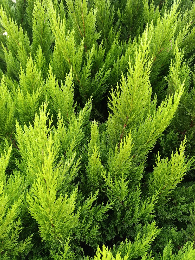 植物的绿叶