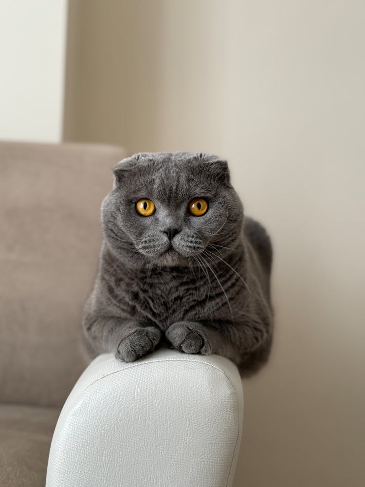 一只苏格兰折叠猫坐在沙发上