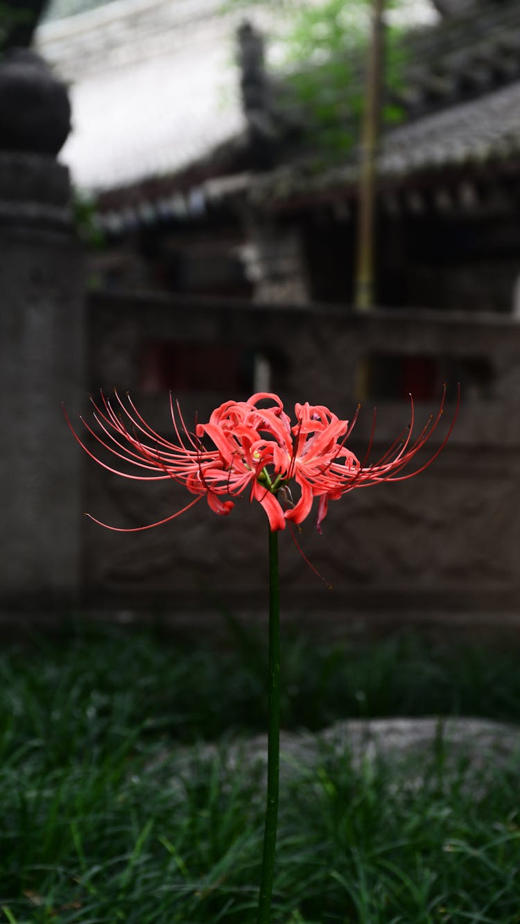 宁静花园里充满活力的红蜘蛛百合