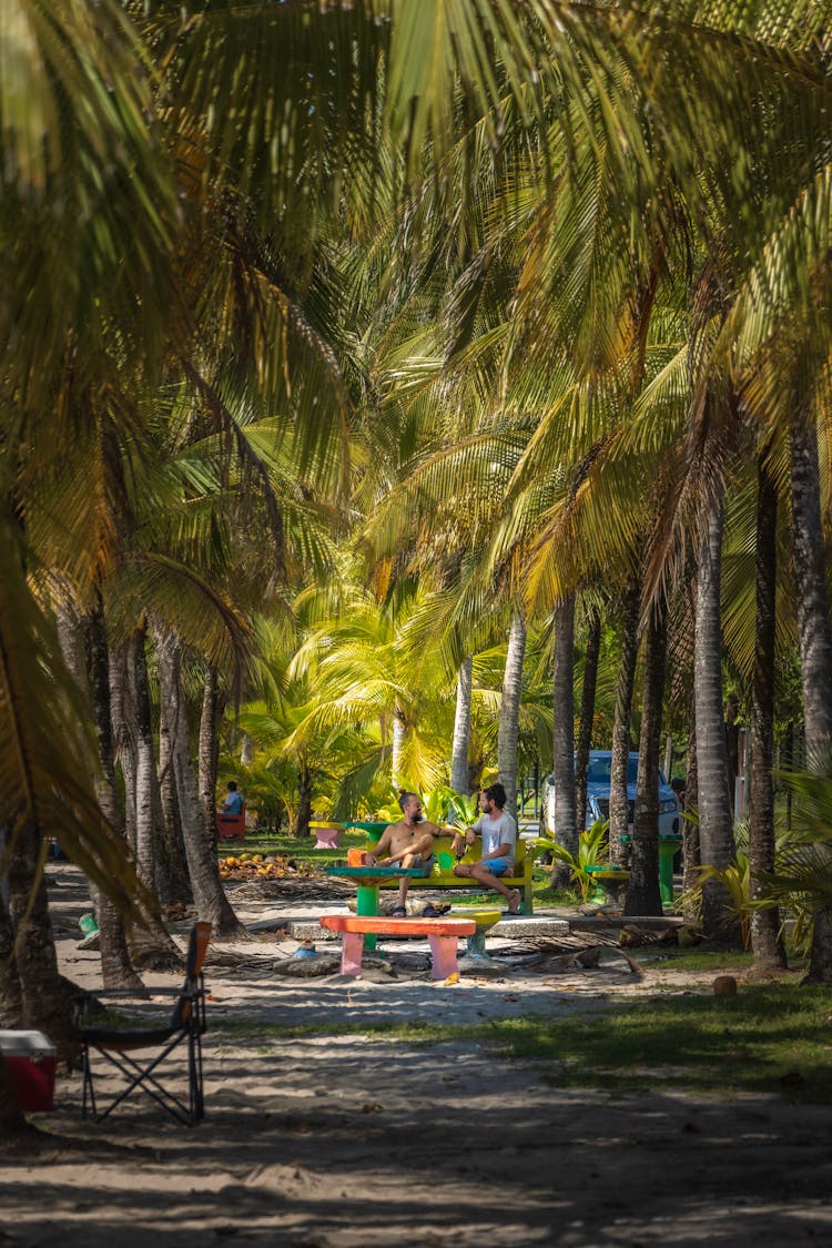 人们坐在棕榈树中间