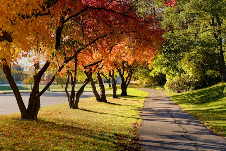 秋天人行道上的彩色树木