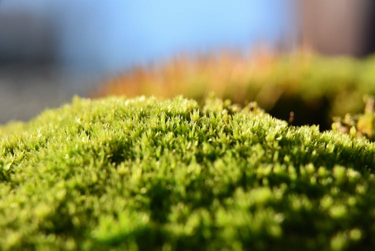 阳光下郁郁葱葱的青苔特写