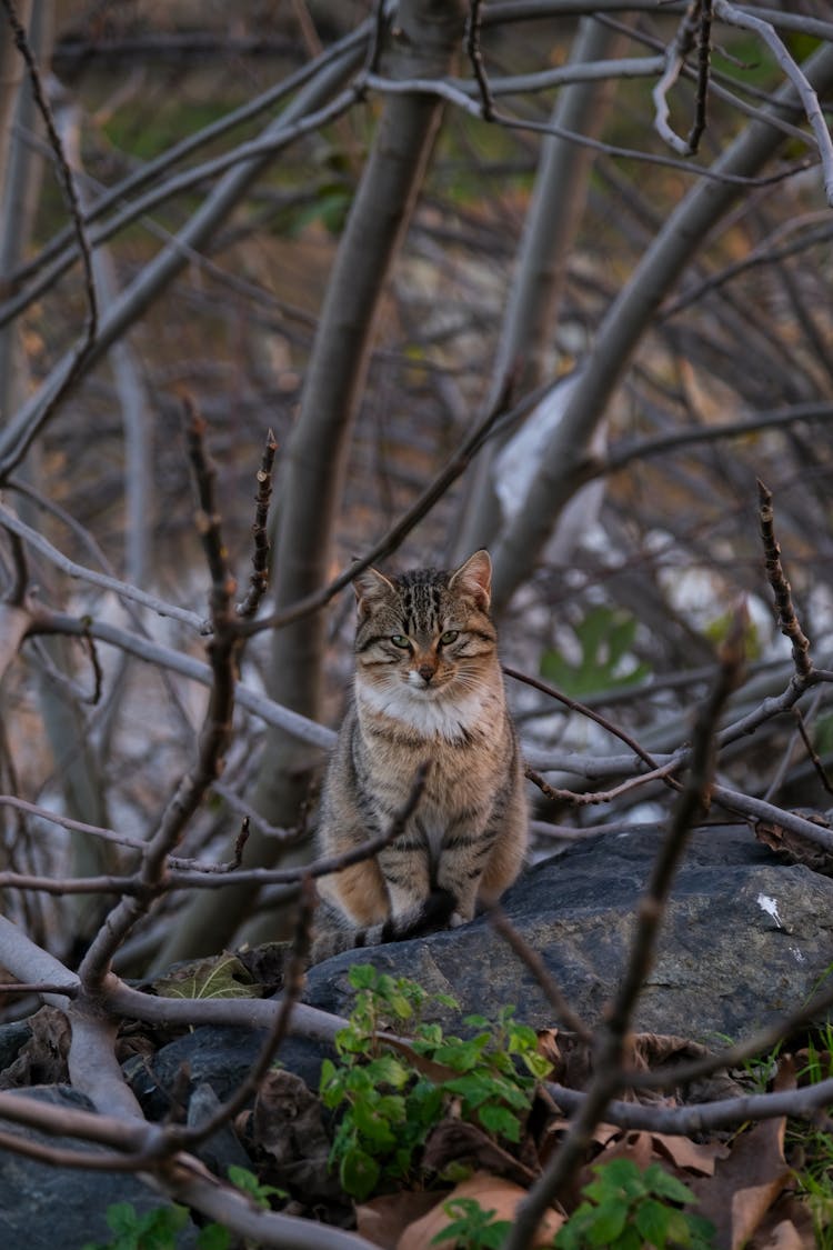 猫坐在树枝之间
