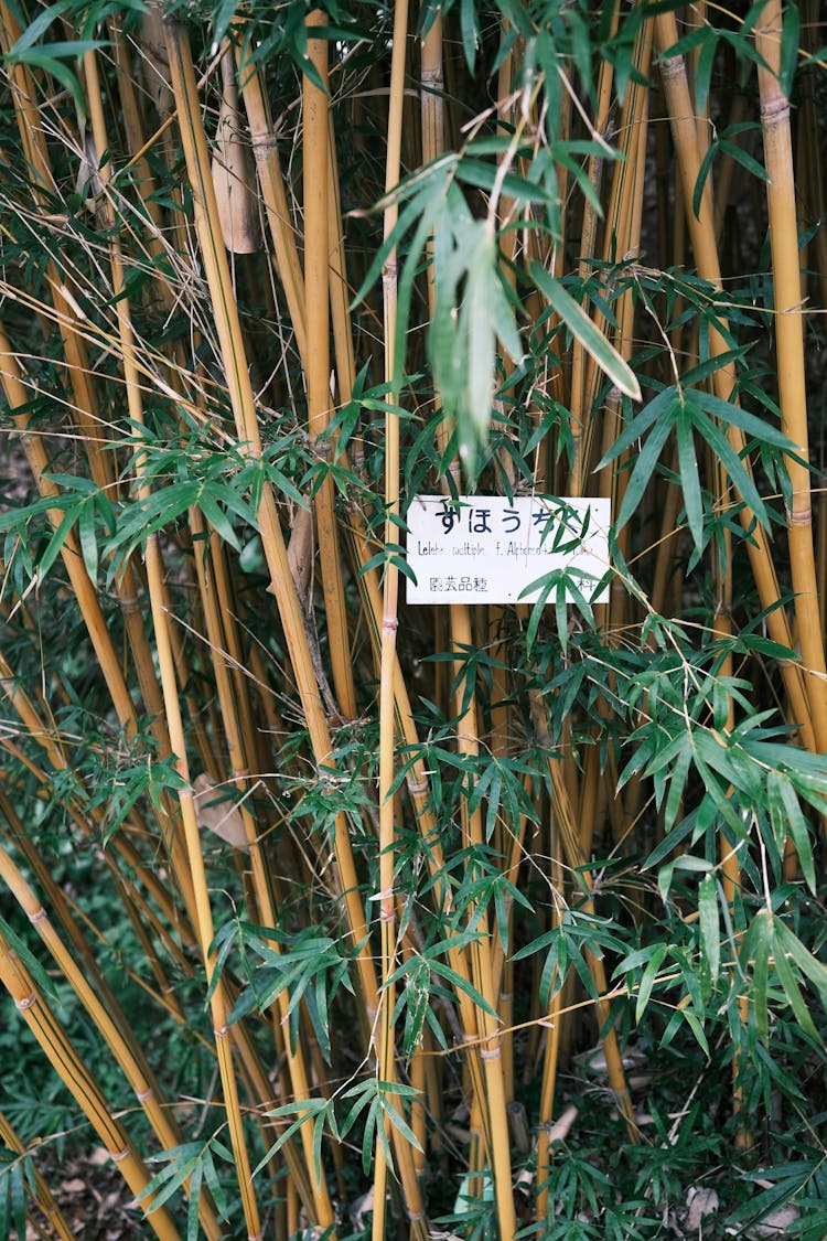 竹林信息牌