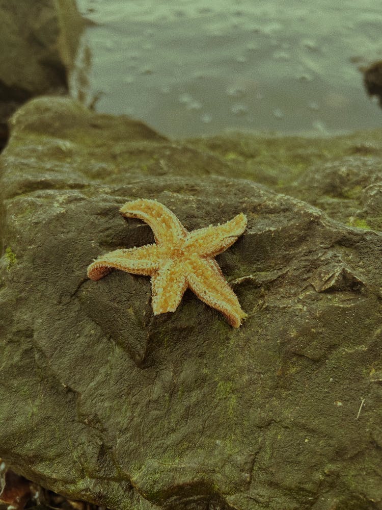 海岸岩石上的海星