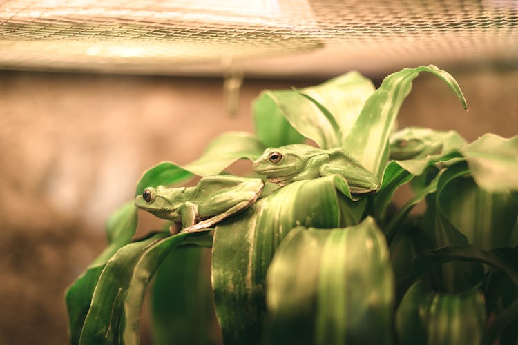 植物上的绿蛙