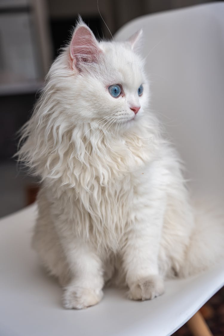 优雅的白色波斯猫摆在现代椅子上