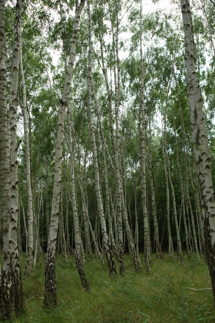 桦树林