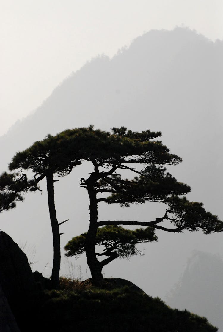 松树剪影的宁静景观