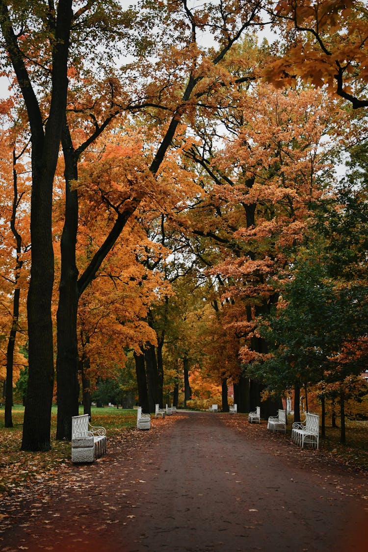 宁静公园中令人惊叹的秋季小径