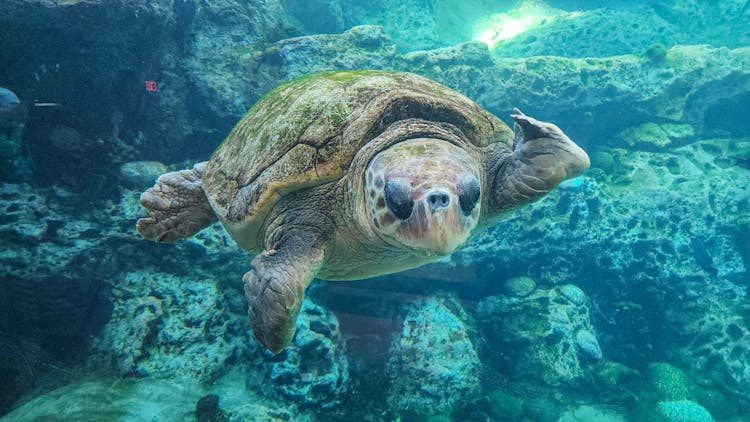 一只海龟在水下游泳的特写