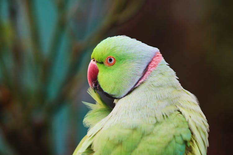 玫瑰环长尾小鹦鹉