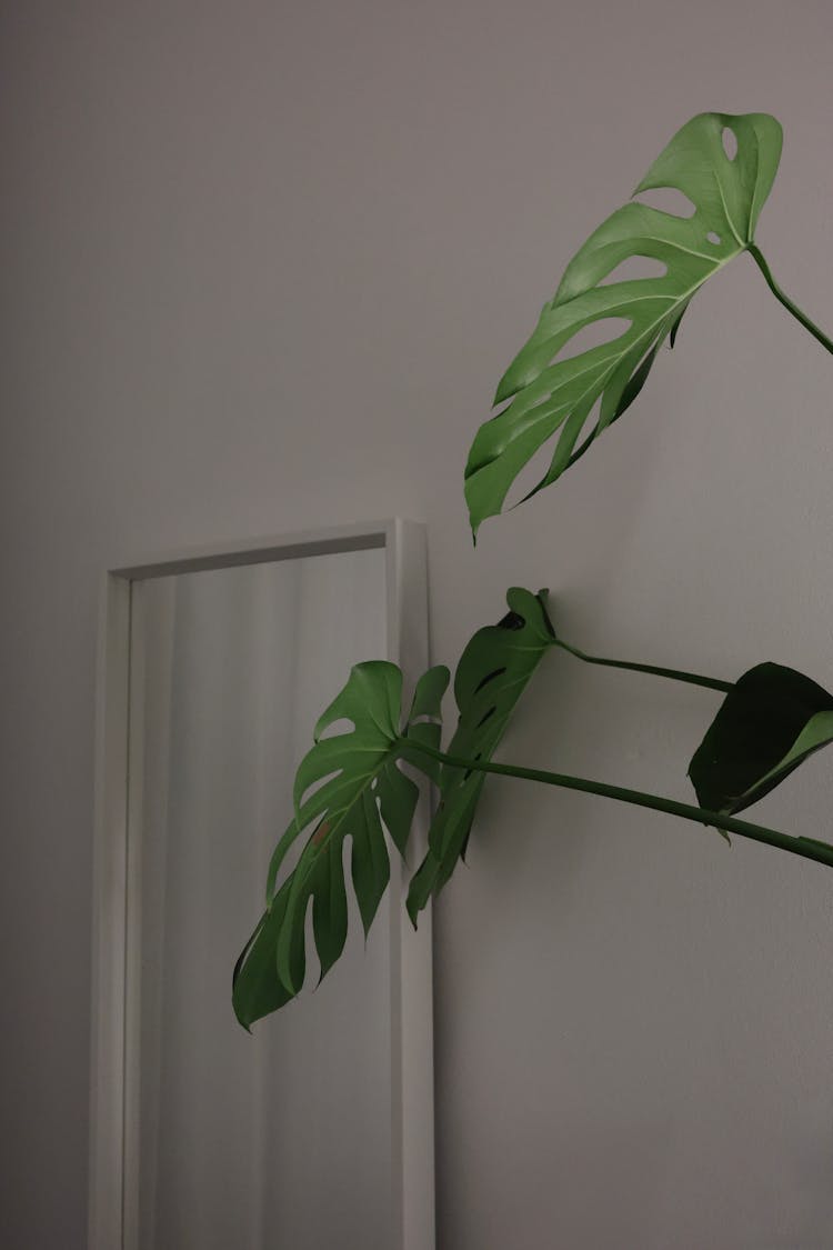 Monstera Plant的极简主义室内设计