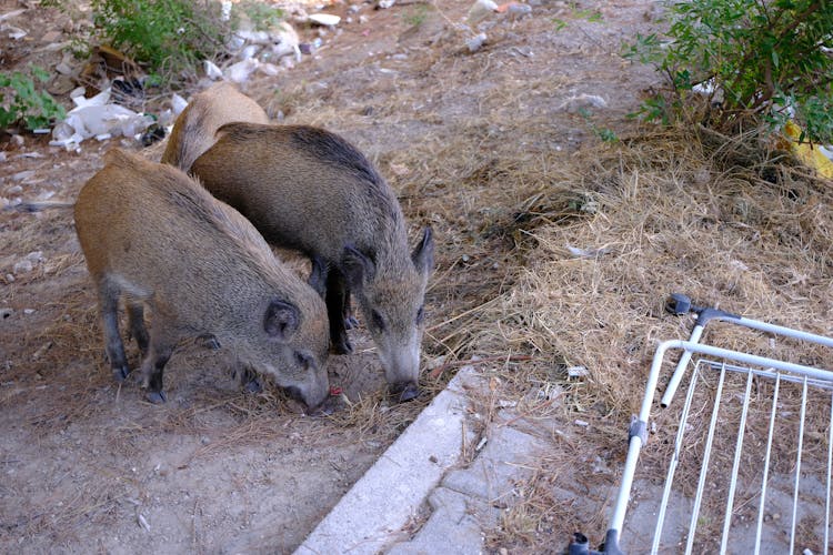 野猪家族觅食
