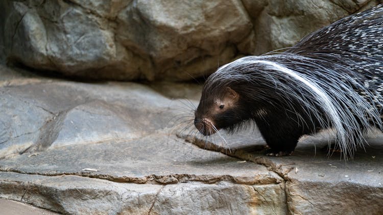 岩石地形上的豪猪特写
