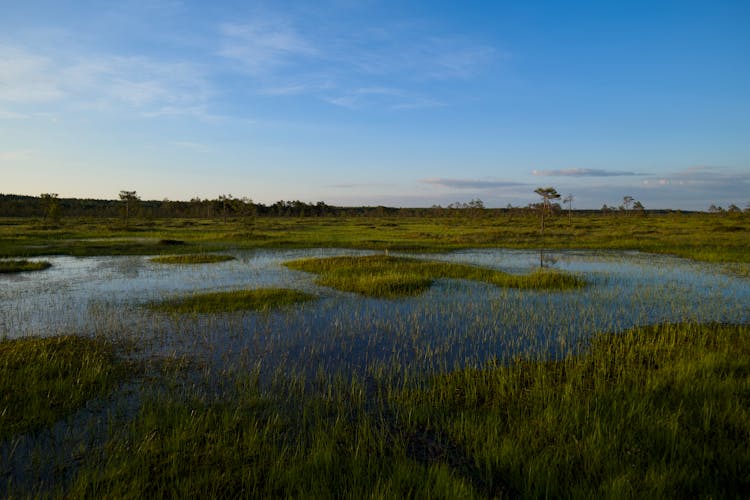 日落时分宁静的湿地景观