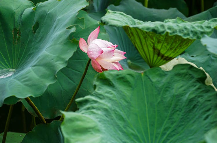 莲花特写