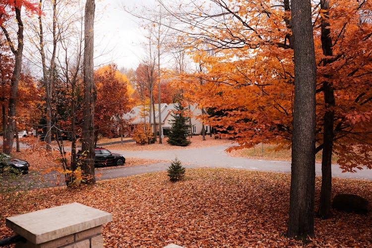 秋叶环绕的秋景车道