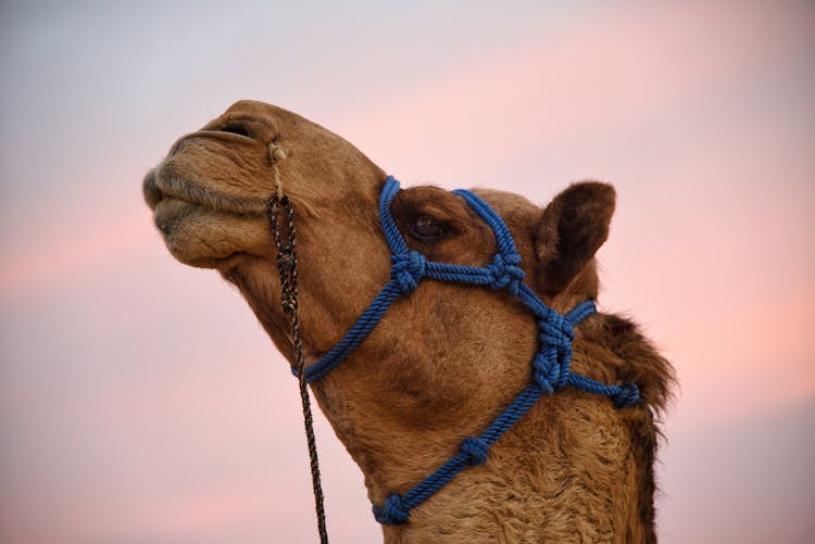 傍晚天空下骆驼头的特写