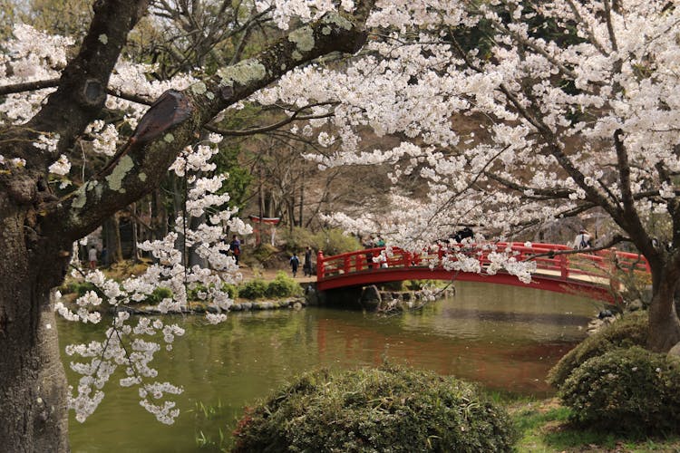 樱花