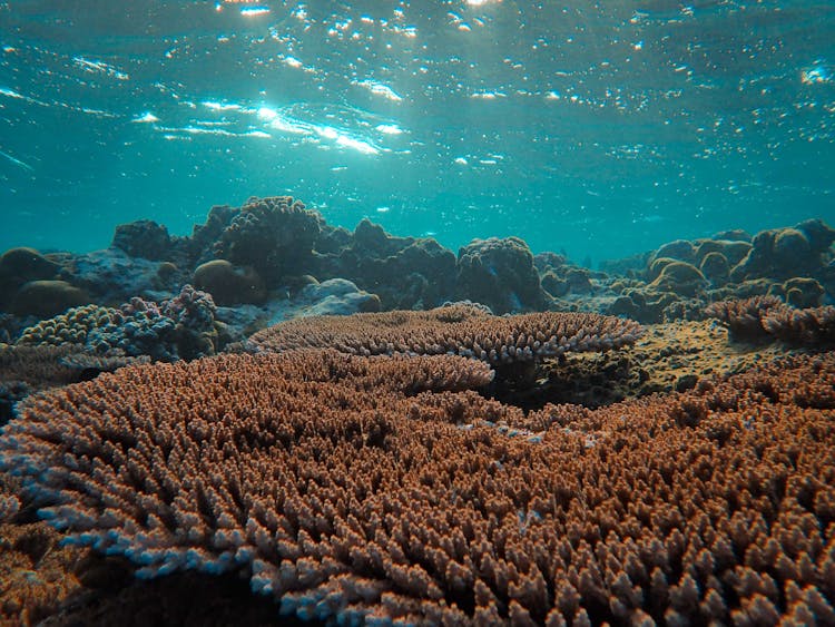 海底海洋珊瑚礁