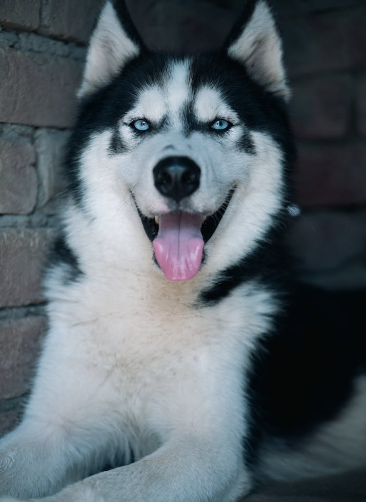 黑白爱斯基摩犬