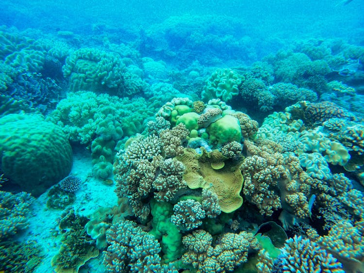 清澈湛蓝海水中充满活力的珊瑚礁