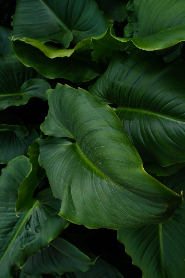 植物绿叶