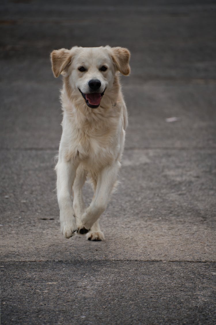 金毛寻回犬在人行道上奔跑