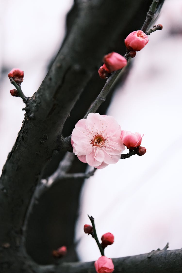 树枝上粉色樱花的特写
