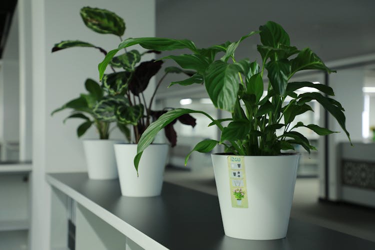 桌子上的植物