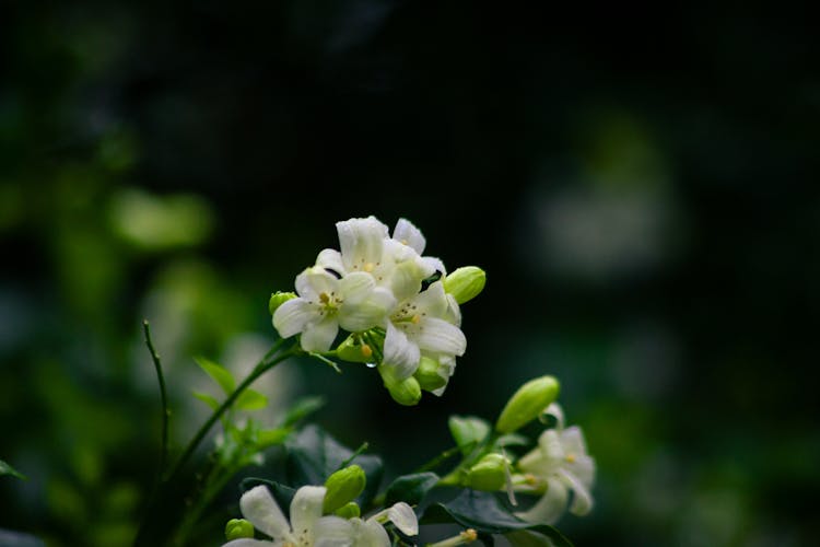盛开的白茉莉花特写