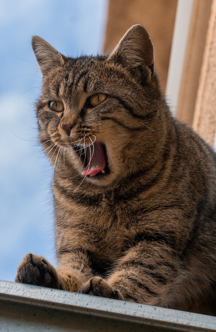 打呵欠的猫的肖像