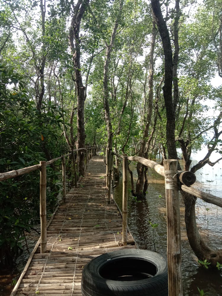 河上的桥