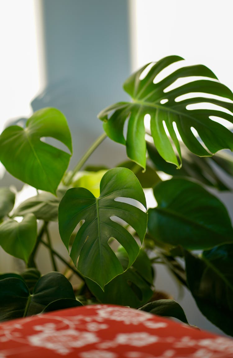美味Monstera Deliciosa树叶特写